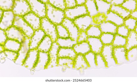 Fern gametophyte tissues under microscope. Fresh sample without staining. Selective focus image