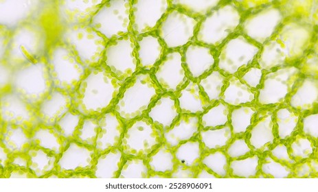 Fern gametophyte tissues under microscope. Fresh sample without staining. Selective focus image