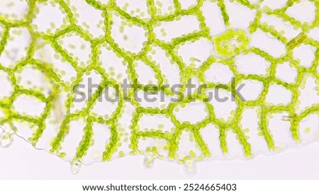 Fern gametophyte tissues under microscope. Fresh sample without staining. Selective focus image
