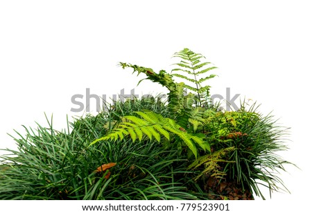Fern and grass isolated on white background