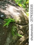 Fern growing from a crack in a large rock in the wild, Sourland Mountain Preserve, New Jersey, USA