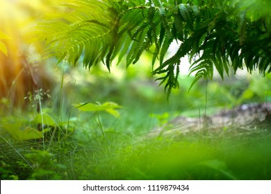 Fern Growing in summer garden. Beautiful  Green fern Leaves over blurred green bokeh background outdoors, nature. Gardening, landscaping design concept. 4K UHD video, slow motion