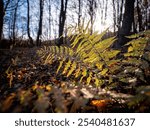 The fern grows in shady forests from the lowlands to the alpine level. In lower locations it prefers hornbeam thickets, in the middle beech trees.