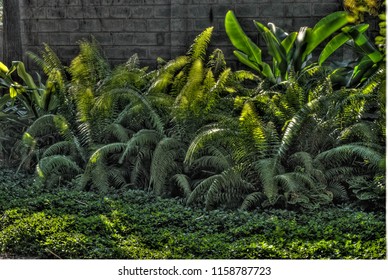 The Fern Gully