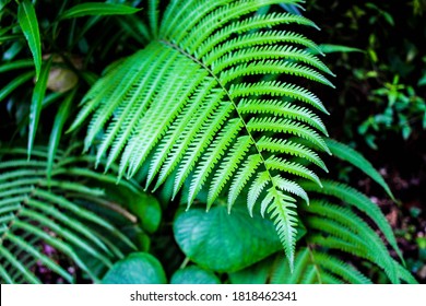 A Fern In Fern Gully