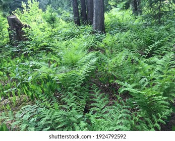 Fern Gully Bella Coola Valley Springtime 2020