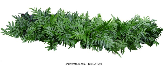 fern of Hawaii tree wall fence with stone planter isolated on white background for park or garden decorative - Shutterstock ID 1315664993