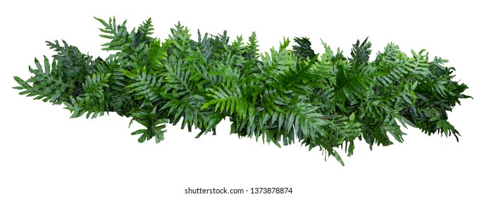 fern of Hawaii tree wall fence with stone planter isolated on white background for park or garden decorative