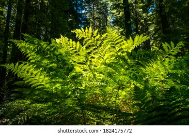 Fern In Humboldt Redwoods State Park California