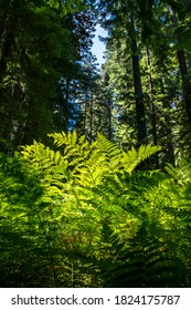 Fern In Humboldt Redwoods State Park California