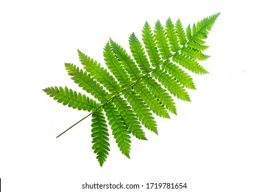 fern isolated on white background with clipping path - Powered by Shutterstock
