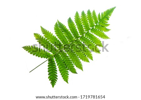 fern isolated on white background with clipping path