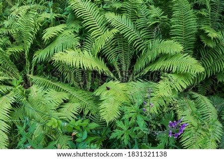 The fern (Latin Polypodióphyta) is a large class of higher plants that appeared about 400 million years ago, back in the Paleozoic era.