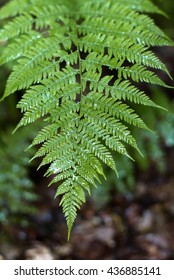 Fern leaf