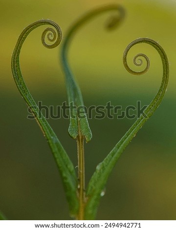 Similar – Image, Stock Photo Heart of a grain in a barley field