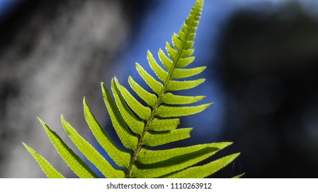 Fern leaf close up