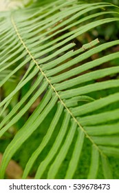 Fern leaf  close-up.