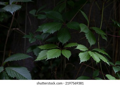 fern leaf in the forest