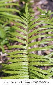 Fern leaf in the forest.