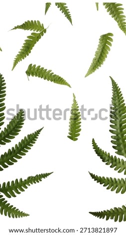 fern leaf frame isolated on white color background