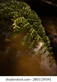 Fern leaf hangs gracefully over a dark and moody pond, capturing the intricate textures of the green foliage against a soft, blurred background in a quiet forest setting
