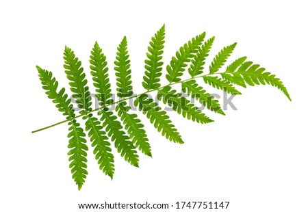 fern leaf isolate on white background