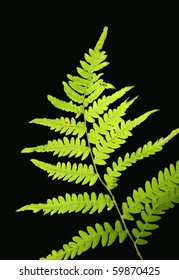 fern leaf isolated