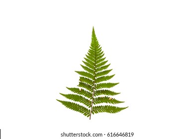 Fern Leaf Isolated On White Background