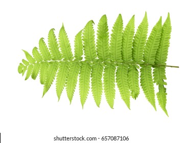 Fern Leaf Isolated On White Clipping Paths