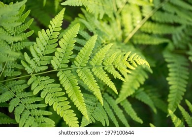 Fern leaf. Fern leaves foliage in the forest - Powered by Shutterstock