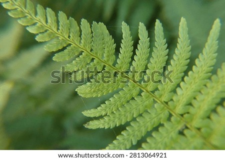 Fern Leaf with Light Spiderwebs