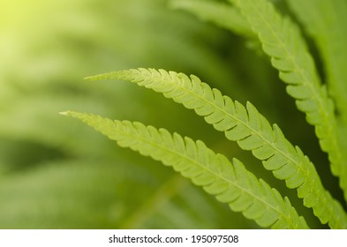 Fern leaf macro