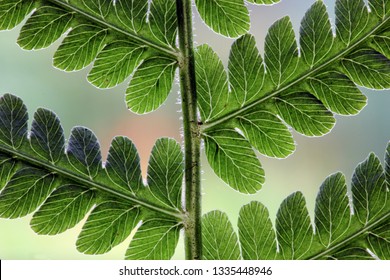 Fern leaf macro. Abstract background.