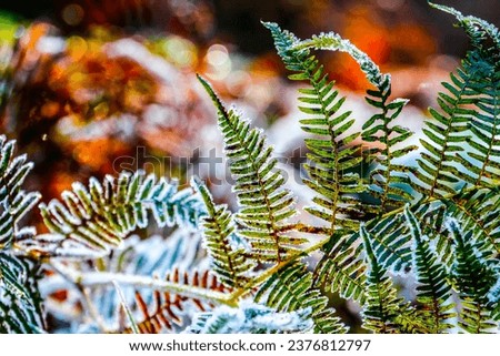 Fern leaf macro view. Aged brown yellow forest plant Dryopteris filix-mas pattern, winter. HDR Image (High Dynamic Range).