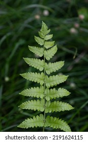 Fern Leaf On Natural Low Light Background. Low Key Photography.