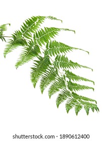 Fern leaf, Ornamental foliage, Fern isolated on white background, with clipping path