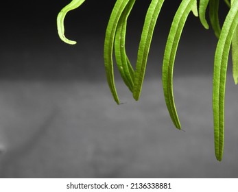 Fern leaf and shadow. For presentation background.   