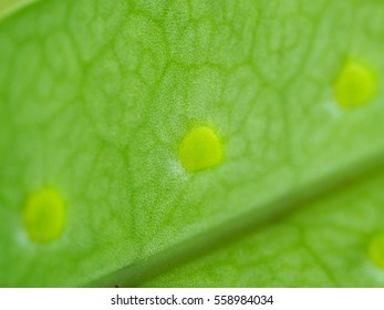 Fern leaf showing on the underside, close up fern, Macro shot of leaves with green beautiful pattern.