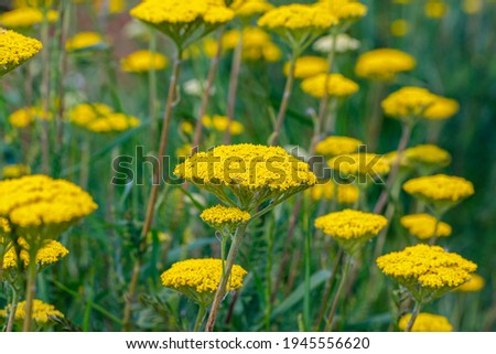 Fern Leaf Yarrow flowers, close up. Agricultural nature landscape, Germany. Summer beds with Flowering Yarrow Achillea filipendulina 
