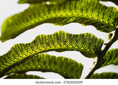 Fern Leaf with Zigzag Spore Pattern. Close-up of a fern leaf showing dark spores arranged in a zigzag pattern on the back side of the leaf. Natural texture and botanical detail.