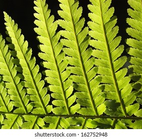 fern leafs pattern close on black