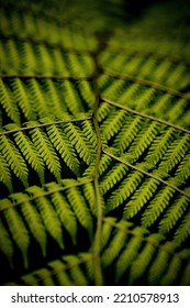 Fern Leave Background Close Up