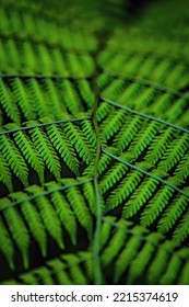 Fern Leave Background Close Up