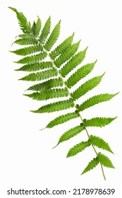 Fern Leave  Isolated On White Background.