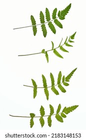 Fern Leave  Isolated On White Background.