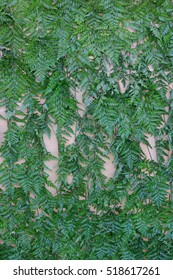 Fern Leave, Wedding Back Drop