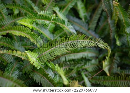 Fern leaves background. Mostly blurred foliage of ladder fern or nephrolepis cordifolia. Erect sword fern or fishbone fern