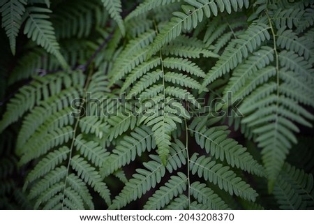 Similar – Image, Stock Photo Silver forest thickets