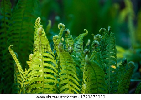 Fern leaves and fiddleheads growing in dark green shady forest. Selective focus nature background
