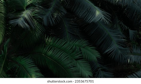 Fern leaves in forest texture background. Dense dark green fern leaves in garden. Nature abstract background. Fern at tropical forest. Beautiful dark green fern leaf texture background with sunlight. - Powered by Shutterstock